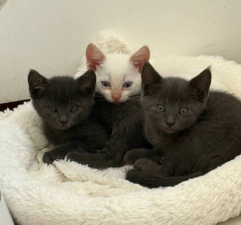 Wonderful Kittens ready for loving home (Eagle Rock)64036432993282124