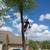 Juan Tree Service🌳🌴 7 thumbnail