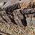 Gray Retaining Wall Blocks 2 thumbnail