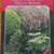 Readers Digest A-Z of Deciduous Trees and Shrubs Book 1 thumbnail