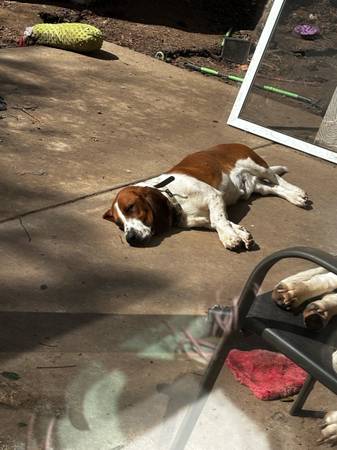 Rehoming Basset Hound! (Orangevale)63881395387521123