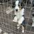 Australian shepherd puppies 4 thumbnail