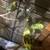 Parakeets 4 thumbnail