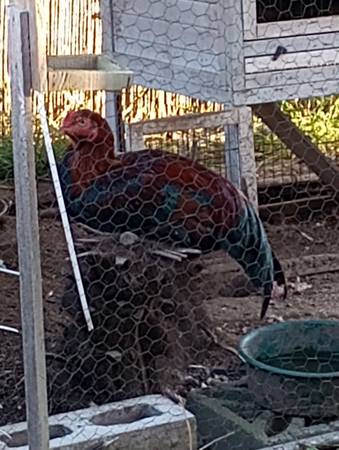 Show-Quality Indio Gigante Rooster - Brazilian Bloodline - Rehoming Fee 1