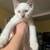 SIAMESE KITTEN 1 thumbnail