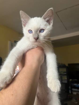 SIAMESE KITTEN 1