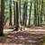 Sugar Camp Chain of Lakes Access. Wooded lot 15 thumbnail