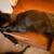Female Manx Cat 2 thumbnail