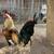 rooster gallo 5 thumbnail