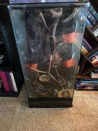 Gargoyle Gecko with Tall Large Terrarium (Port Orchard)63885717873281121