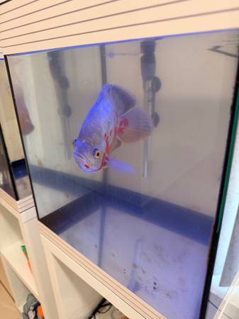 Fish for sale. 1