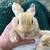New Zealand Rabbits for pets or breeding 9 thumbnail