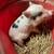 Mini Pigs 3 thumbnail