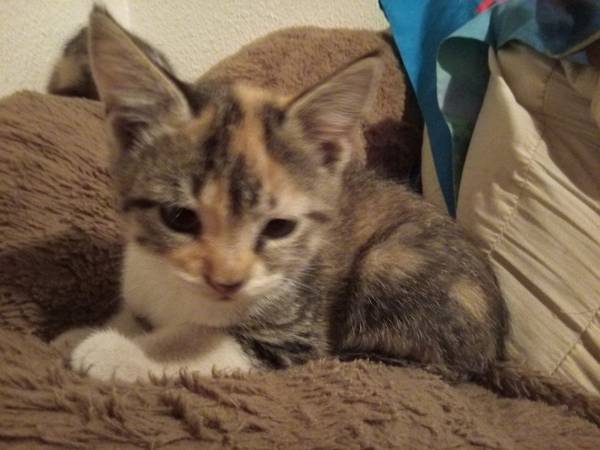Calico kittens (Graham)63942501506306122