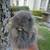 PURE HOLLAND LOP BUNNIES 3 thumbnail