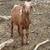 Goats! 5 thumbnail
