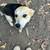 Dogs FREE to good homes 3 thumbnail