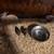 Button quail 2 thumbnail