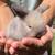 Holland lop baby bunnies 1 thumbnail