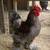 BABY CHICKS FOR SALE 8 thumbnail