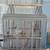 Myna bird with large cage needs a home 5 thumbnail