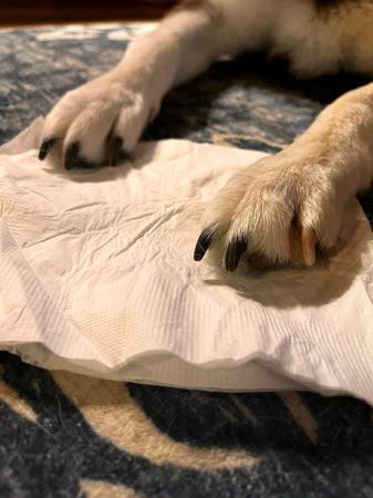 Help my Huskies nails 1