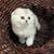 Scottish Fold/Straight 2 thumbnail