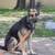 German Shephards (1 and 2 1/2 Years) 1 thumbnail