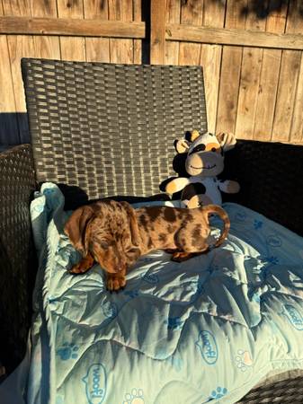 1800 dachshund 1