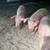 Pigs 2 thumbnail