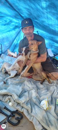 Lost neutered male brown dog w/ pointy ears (Hilo)63825497716483123