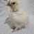 chicks- Australorp 4 thumbnail