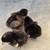 Ducklings/ Chicks 4 thumbnail
