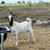 Boer Goat 1 thumbnail