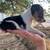 Rat Terrier Puppies🐶 4 thumbnail