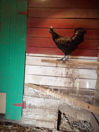 Chicken Ayam Cemani 1