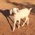 Nubian/Saanen cross buck kids 1 thumbnail