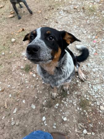 Blue heeler 1
