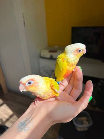 Conures de mejillas verdes (vallejo / benicia)63836592330881122