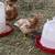 pullets, chicks, laying hens 5 thumbnail