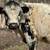 Midsize HighPark Bull 3 thumbnail