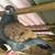 Pigeon/paloma 1 thumbnail