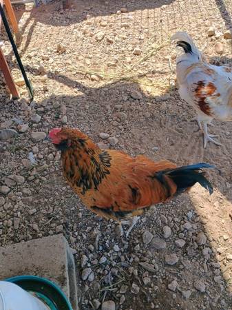 Rooster 1