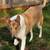 Smooth collie 4 thumbnail