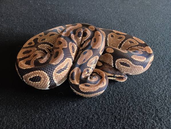 Ball python (Marysville)63853650489091120