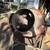 Heavy Duty Cement Mixer 4 thumbnail