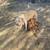 GERMAN SHEPHERD/AMERICAN BULLY CROSS PUPPIES 7 thumbnail