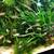 Cherry shrimp,  Aquarium plants,L144 blue eyed plecos 3 thumbnail