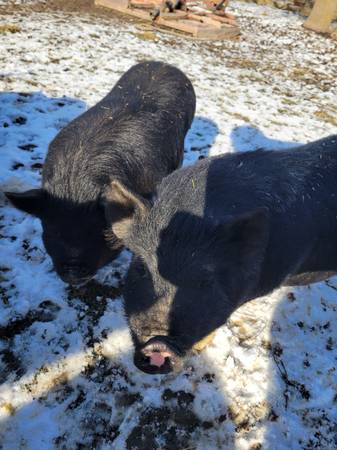 American Guinea Hogs 1