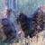 silkie rooster cuckoo free 2 thumbnail